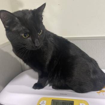 Domestic Short Hair Cats Available for Adoption - Mateo | PetCurious