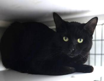 Rescue Domestic Short Hair Cats for Adoption in Warwick, New York - Kylie | PetCurious