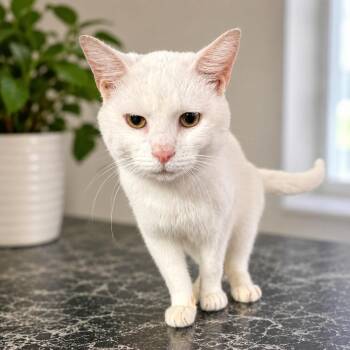 Ike -  Domestic Short Hair Cat Available for Adoption in Marion, Indiana - Ike | PetCurious