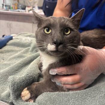 Jafar -  Domestic Short Hair Cat for Adoption in Newark, New Jersey - Jafar | PetCurious