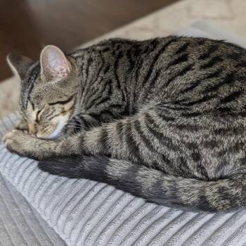 Coda -  Domestic Short Hair Cat for Adoption in Evanston, Illinois - Coda | PetCurious