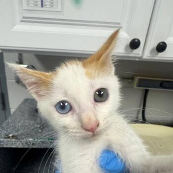 Jasper -  Domestic Short Hair Cat for Adoption in Greenville, South Carolina - Jasper | PetCurious
