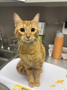 PUMPKIN -  Domestic Short Hair Cat for Adoption in Indianapolis, Indiana - PUMPKIN | PetCurious