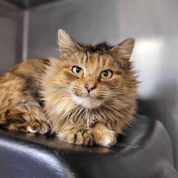 Domestic Medium Hair Cats Available for Adoption - Lupa | PetCurious