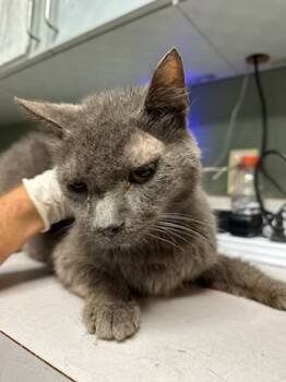 PROFESSOR PURRKINS -  Domestic Short Hair Cat for Adoption in Jacksonville, Florida - PROFESSOR PURRKINS | PetCurious