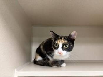 CINNAMON -  Domestic Short Hair Cat for Adoption in Loveland, Colorado - CINNAMON | PetCurious