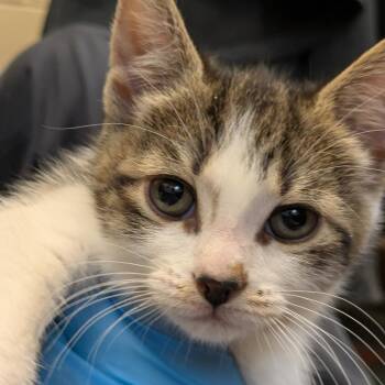 Starfish -  Domestic Short Hair Cat for Adoption in South Burlington, Vermont - Starfish | PetCurious