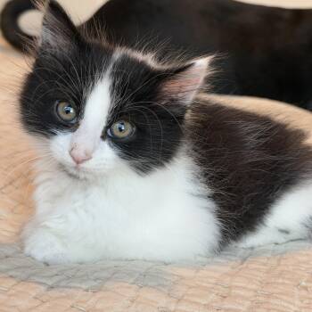 Cookies -  Domestic Long Hair Cat Available for Adoption in Pasco, Washington - Cookies | PetCurious