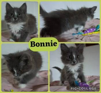 Bonnie -  Domestic Long Hair and Domestic Short Hair Cat for Adoption in Wilkesboro, North Carolina - Bonnie | PetCurious