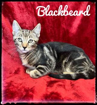 Domestic Short Hair and Bengal Cats Available for Adoption - Blackbeard | PetCurious