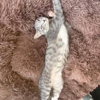 Frito -  Domestic Short Hair Cat for Adoption in Tampa, Florida - Frito | PetCurious