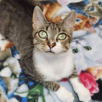 Sally Brown -  Domestic Short Hair Cat for Adoption in Marshfield, Wisconsin - Sally Brown | PetCurious