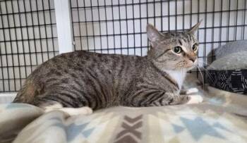Domestic Short Hair Cats Available for Adoption - Noodle | PetCurious