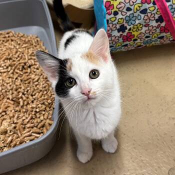 Rescue Domestic Short Hair Cats for Adoption in Morgan Hill, California - Pillsbury | PetCurious