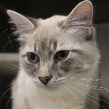 Domestic Short Hair Cats Available for Adoption - Dango | PetCurious