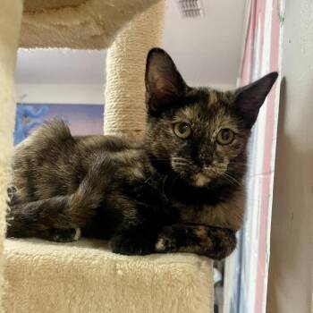 Julieta -  Domestic Short Hair Cat for Adoption in Laredo, Texas - Julieta | PetCurious