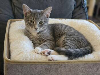 Juniper - Playful kitten -  Domestic Short Hair Cat for Adoption in Muskego, Wisconsin - Juniper - Playful Kitten | PetCurious