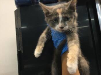 A1919583 -  Domestic Short Hair Cat Available for Adoption in Thousand Palms, California - A1919583 | PetCurious