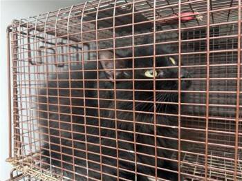 Domestic Long Hair Cats Available for Adoption - A650500 | PetCurious