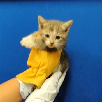 MINY -  Domestic Short Hair Cat for Adoption in Albuquerque, New Mexico - MINY | PetCurious