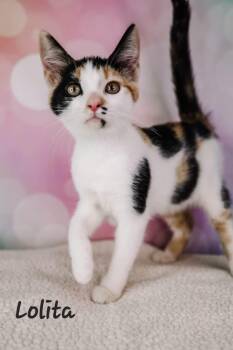 Lolita -  Domestic Short Hair Cat for Adoption in Ashland, Kentucky - Lolita | PetCurious