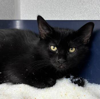 Domestic Short Hair Cats Available for Adoption in Los Angeles, California - Stormy | PetCurious