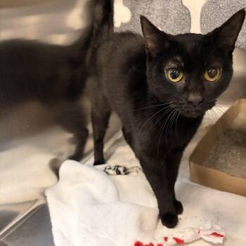 Prue Halliwell -  Domestic Short Hair Cat for Adoption in Saint Charles, Missouri - Prue Halliwell | PetCurious