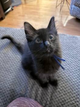 Lance -  Domestic Medium Hair Cat for Adoption in Shawnee, Kansas - Lance | PetCurious
