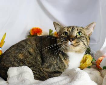 Torbie Cats Available for Adoption in Ocean Springs, Mississippi - Tinky | PetCurious