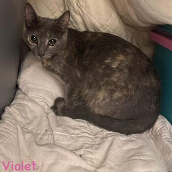 Violet -  Domestic Short Hair Cat for Adoption in Bentonville, Arkansas - Violet | PetCurious