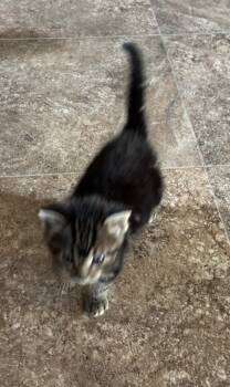 Rescue Domestic Short Hair Cats for Adoption in Medford, Wisconsin - Frankie | PetCurious