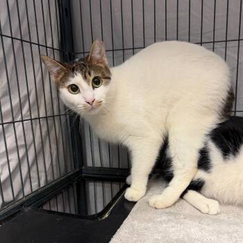 Dingo -  Domestic Short Hair Cat for Adoption in Port Charlotte, Florida - Dingo | PetCurious
