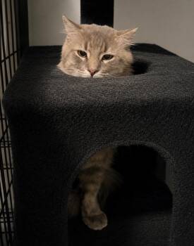 Smokey Burke -  Domestic Medium Hair and Tabby Cat for Adoption in Chandler, Arizona - Smokey Burke | PetCurious