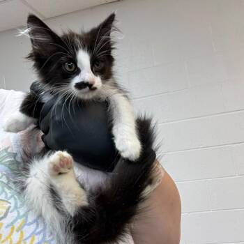 Lazer McZoomface -  Domestic Medium Hair Cat for Adoption in Gadsden, Alabama - Lazer McZoomface | PetCurious