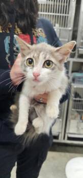 Lime -  Domestic Short Hair Cat for Adoption in Greensburg, Indiana - Lime | PetCurious