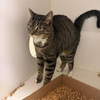 Freya -  Domestic Short Hair Cat for Adoption in Philadelphia, Pennsylvania - Freya | PetCurious