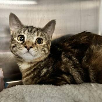 Rubidoux -  Domestic Short Hair Cat for Adoption in Hemet, California - Rubidoux | PetCurious