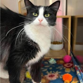 Bailey -  Domestic Long Hair Cat for Adoption in Warr Acres, Oklahoma - Bailey | PetCurious