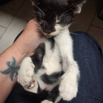 Roxy -  Domestic Short Hair Cat for Adoption in Lufkin, Texas - Roxy | PetCurious