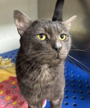 Bart -  Domestic Short Hair Cat for Adoption in Danville, Indiana - Bart | PetCurious