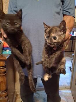 Domestic Short Hair Cats Available for Adoption in Corpus Christi, Texas - Licorice | PetCurious