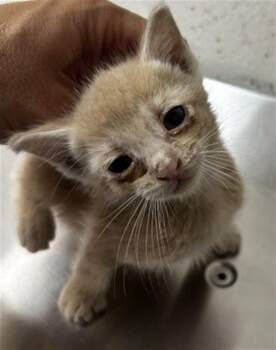MARMALADE -  Domestic Short Hair Cat for Adoption in San Bernardino, California - MARMALADE | PetCurious