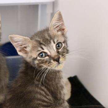 Kowalski -  Domestic Short Hair Cat for Adoption in New York, New York - Kowalski | PetCurious