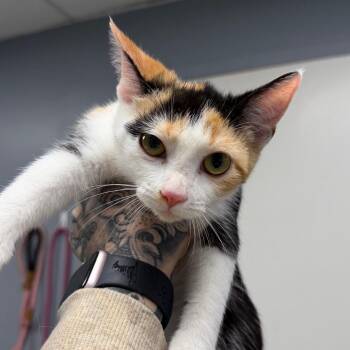 Cajun -  Domestic Short Hair Cat for Adoption in Birmingham, Alabama - Cajun | PetCurious