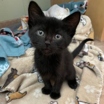 Brodie -  Domestic Short Hair Cat for Adoption in Medford, Oregon - Brodie | PetCurious