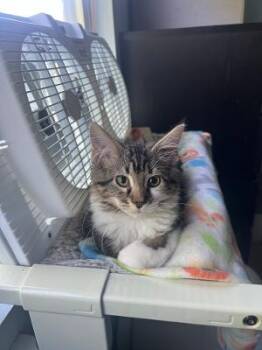 Bernard -  Domestic Long Hair Cat for Adoption in Mokena, Illinois - Bernard | PetCurious