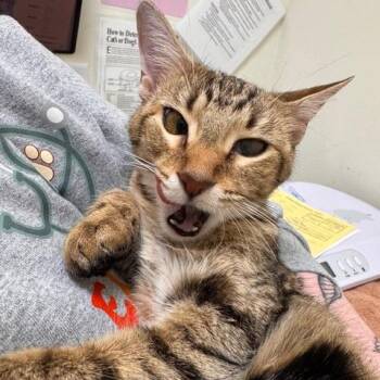 Domestic Short Hair Cats Available for Adoption in Cumming, Georgia - Luna | PetCurious