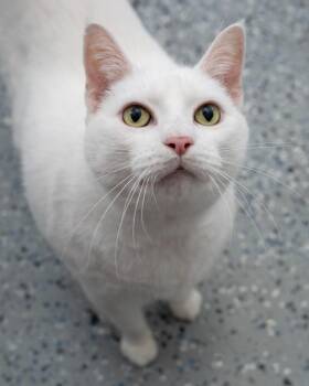 Snowball -  Domestic Short Hair Cat for Adoption in Boone, Iowa - Snowball | PetCurious