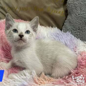 Domestic Short Hair Cats Available for Adoption in Washington, District Of Columbia - Lil Sonic | PetCurious