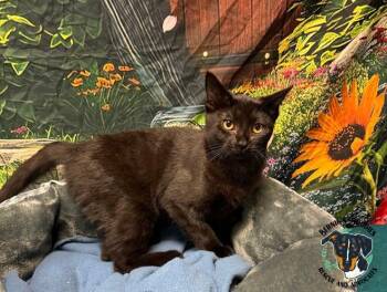 Rescue Domestic Short Hair Cats for Adoption in Huntington, West Virginia - Sza | PetCurious